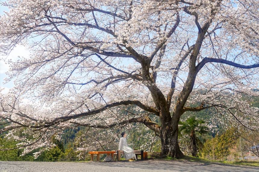八徳の一本桜とベンチとハチ（地上から撮影）