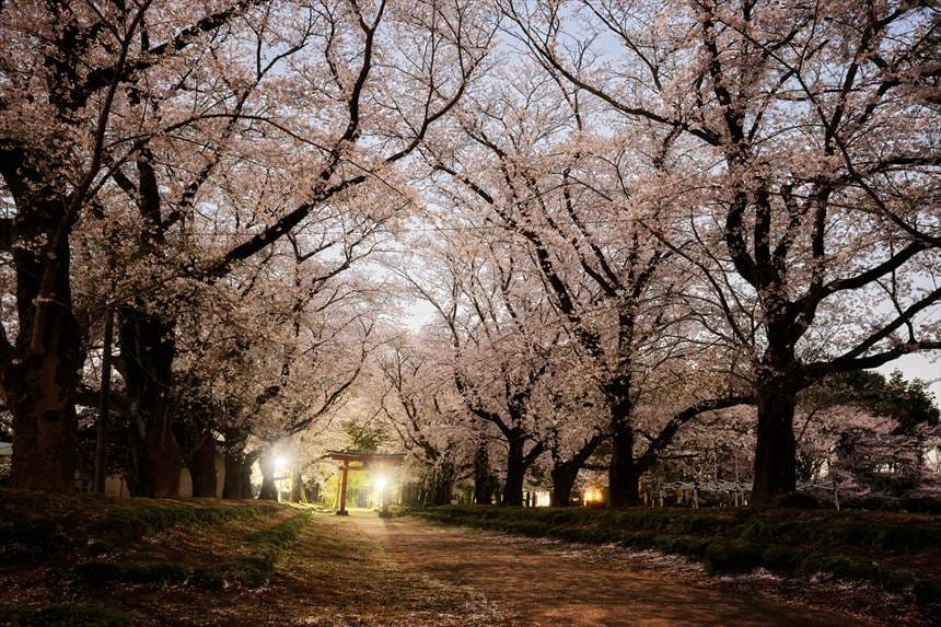 春の東蕗田天満社
満開の桜 夕暮れ時