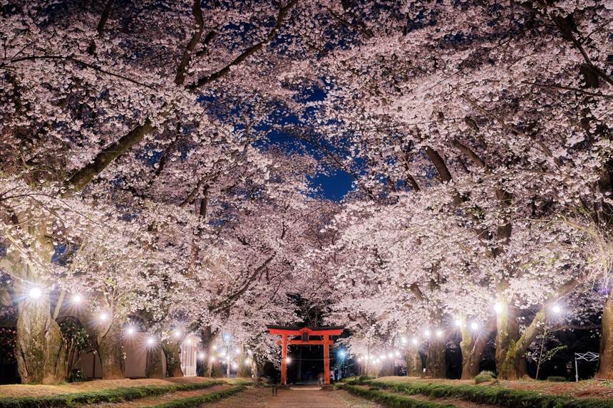 春の東蕗田天満社
満開の桜 ライトアップ