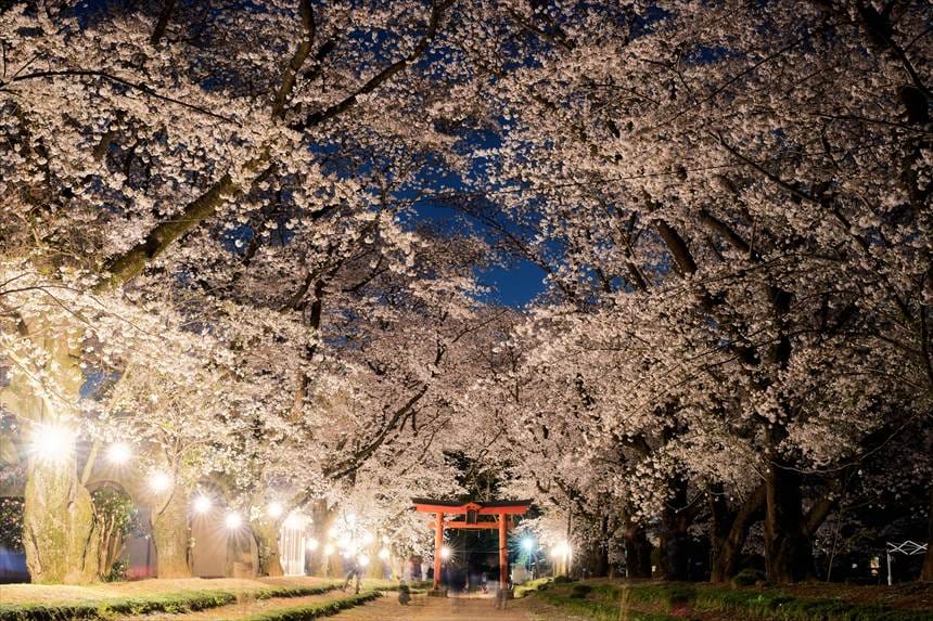 春の東蕗田天満社
満開の桜 ライトアップ左側だけ右側消灯
2025年4月7日撮影