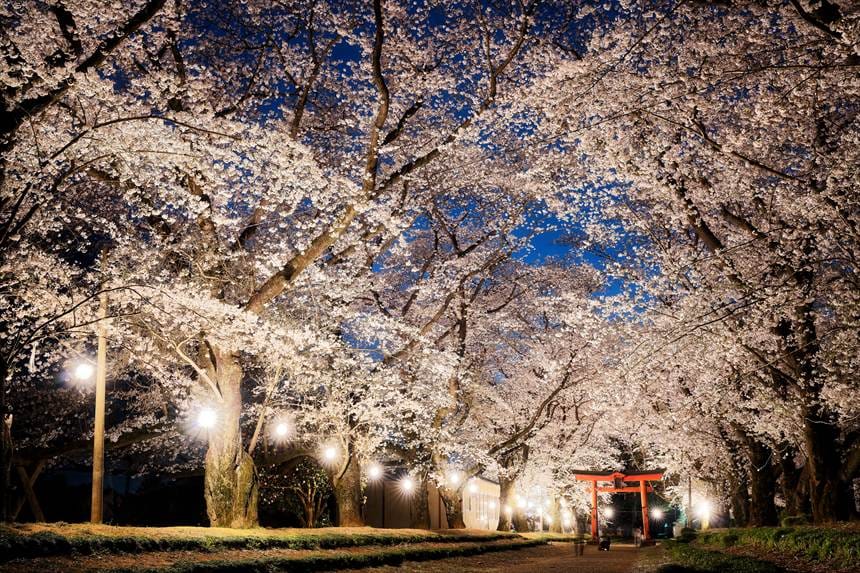 春の東蕗田天満社
満開の桜 ライトアップ右側消灯20時10分すぎ
2025年4月7日撮影