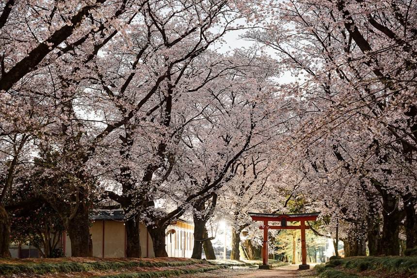 春の東蕗田天満社
満開の桜 夕暮れ時