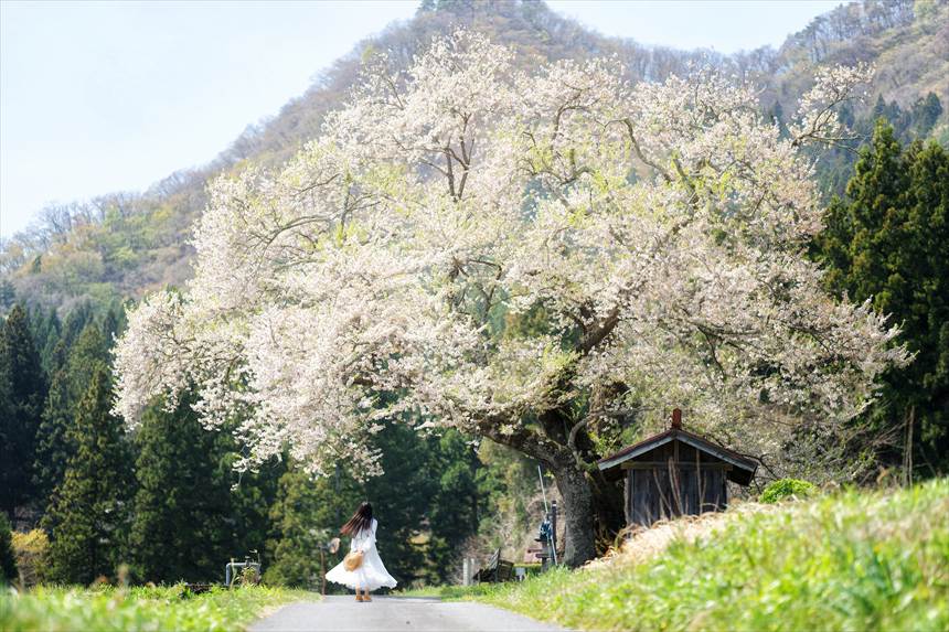 群馬県みなかみ町の一之宮地蔵尊の桜