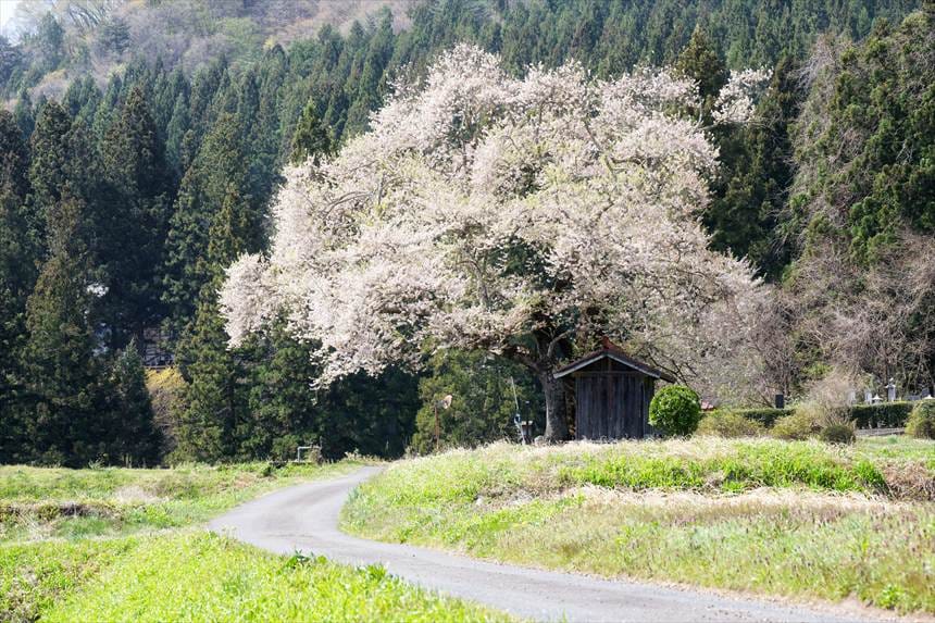 望遠レンズで撮影した一之宮地蔵尊の桜
