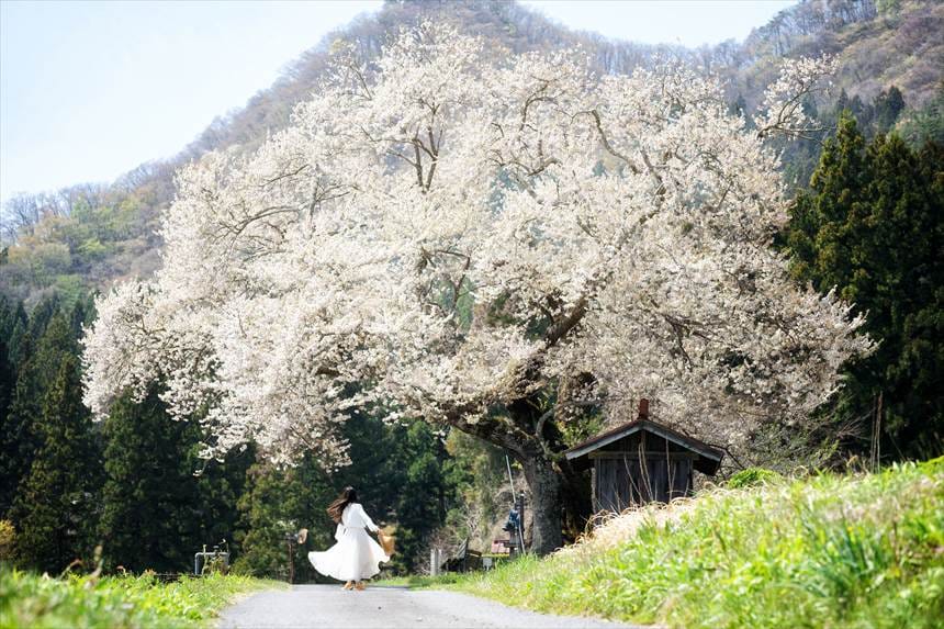 レタッチで満開風にした一之宮地蔵尊の桜
