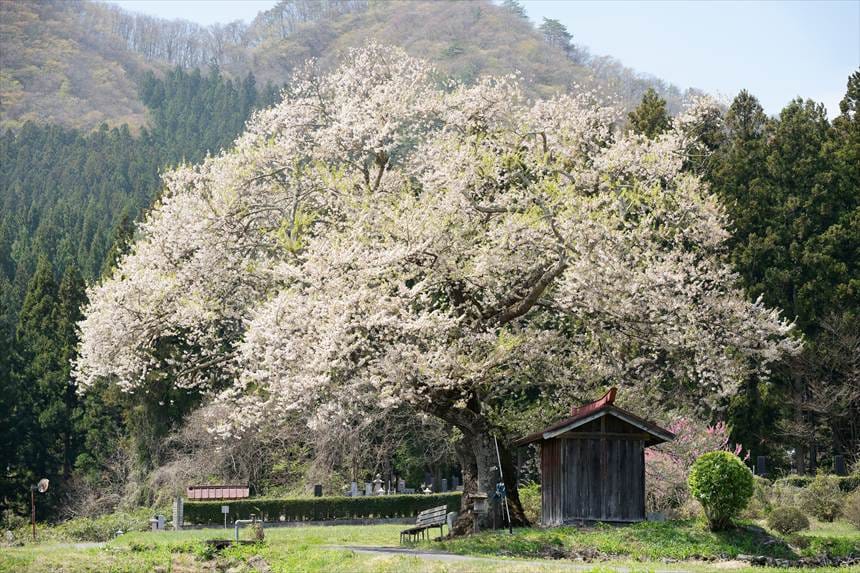 中望遠レンズで撮影した一之宮地蔵尊の桜