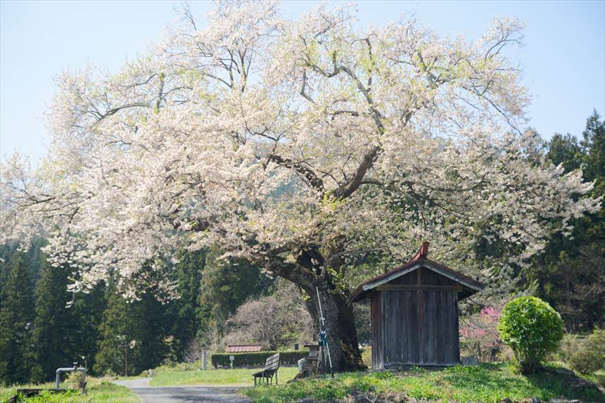 標準レンズで撮影した一之宮地蔵尊の桜
