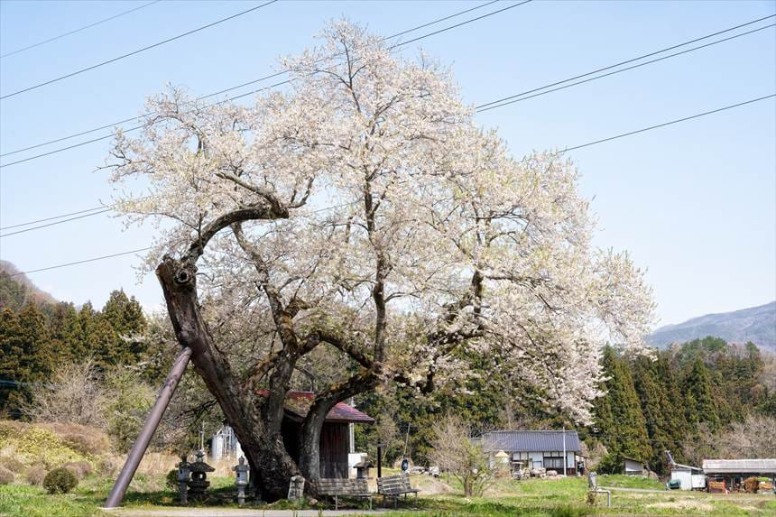 裏側から見た一之宮地蔵尊の桜（びんぼっちゃま状態）