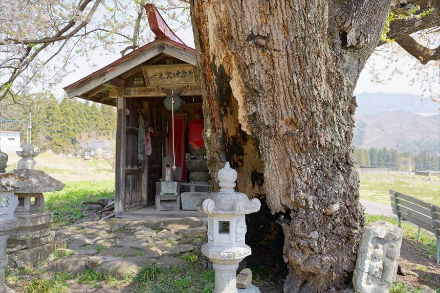 幹に空洞がある一之宮地蔵尊の桜