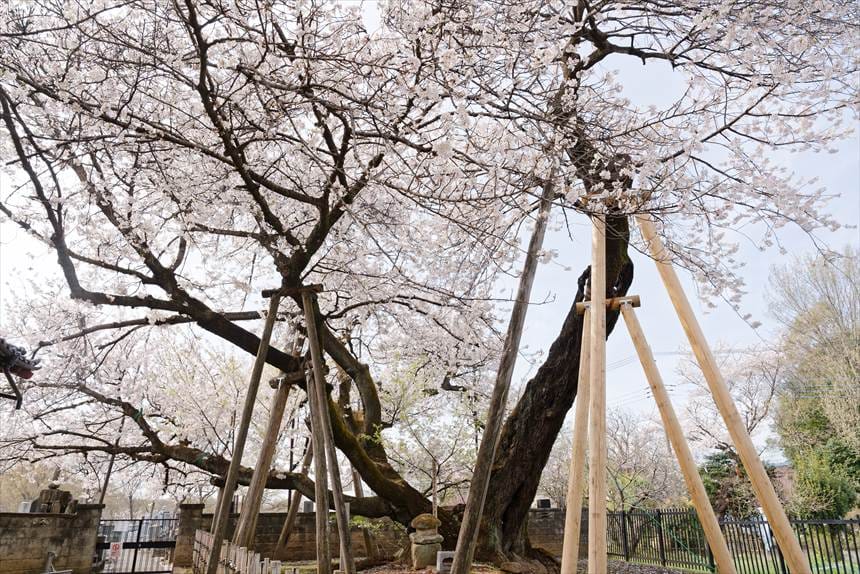左右に枝ぶりが大きく分かれている 石戸蒲ザクラ