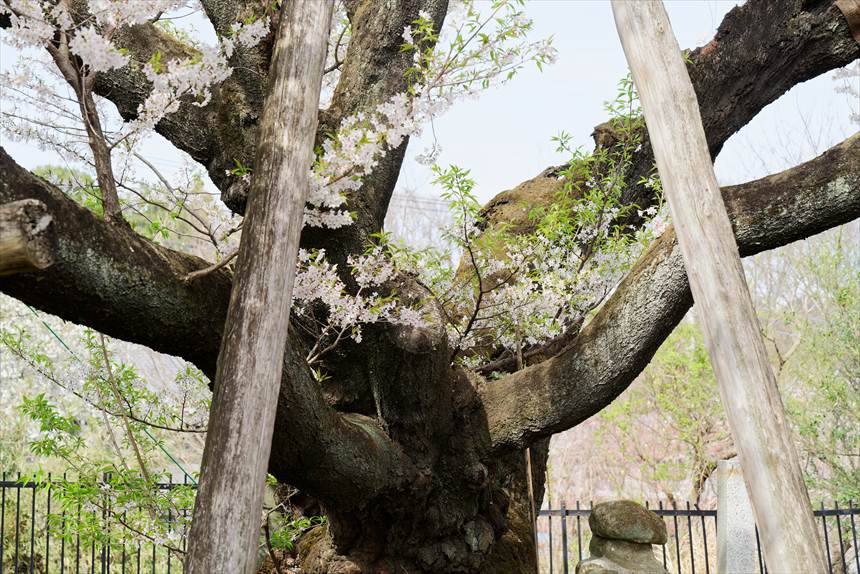 石戸蒲ザクラ 幹アップ