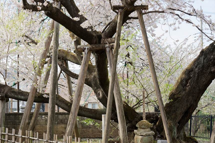 苦し紛れに境内から撮影
現在は東の幹だけの石戸蒲ザクラ