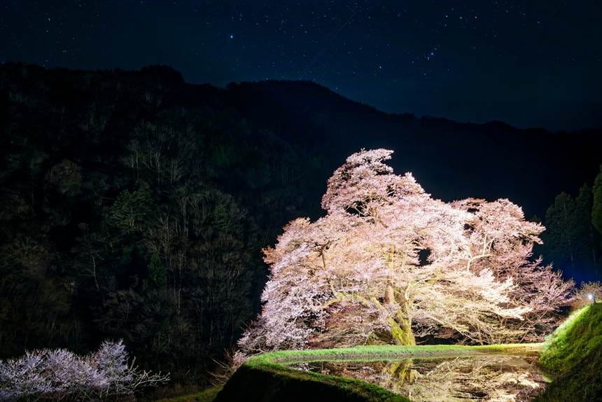 ライトアップされリフレクションが映える駒つなぎの桜
