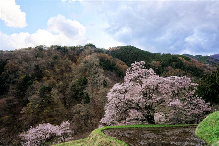 広角で撮影した駒つなぎの桜