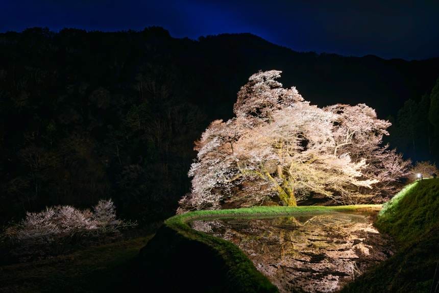 ライトアップされた駒つなぎの桜