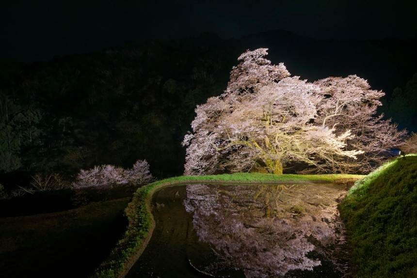 田にリフレクションした駒つなぎの桜(ライトアップ)