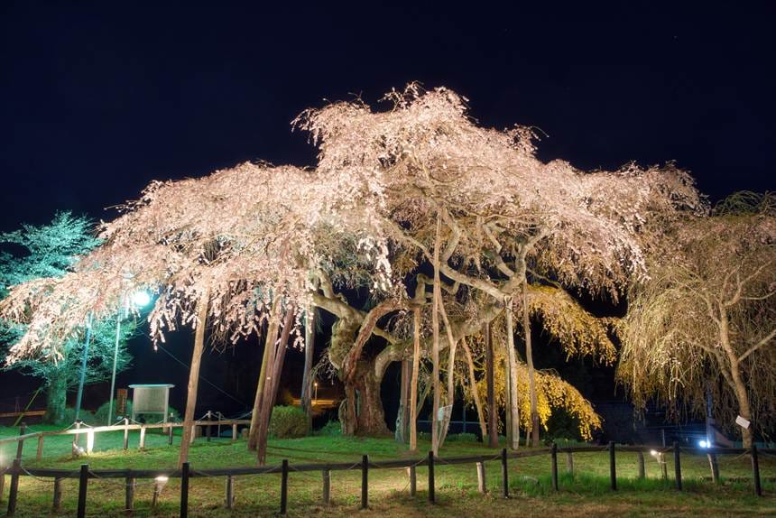 小生瀬地蔵桜 ライトアップ