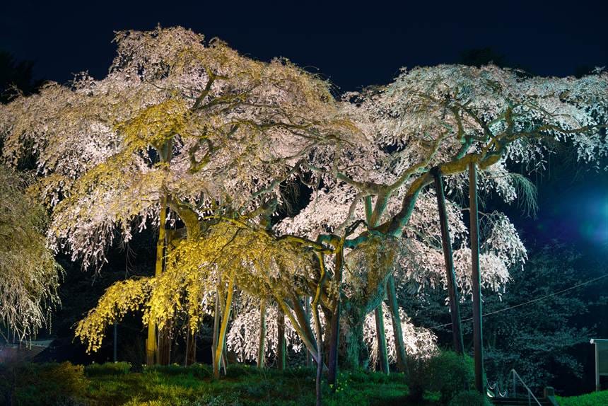 小生瀬地蔵桜 ライトアップ 暖色系