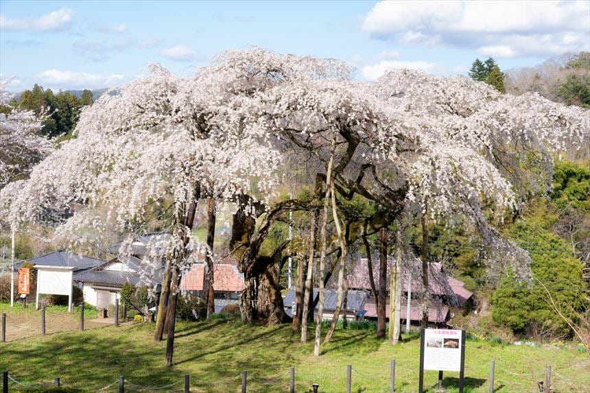 小生瀬地蔵桜