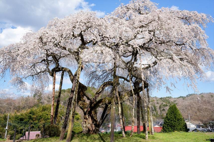 龍のようにうねる枝