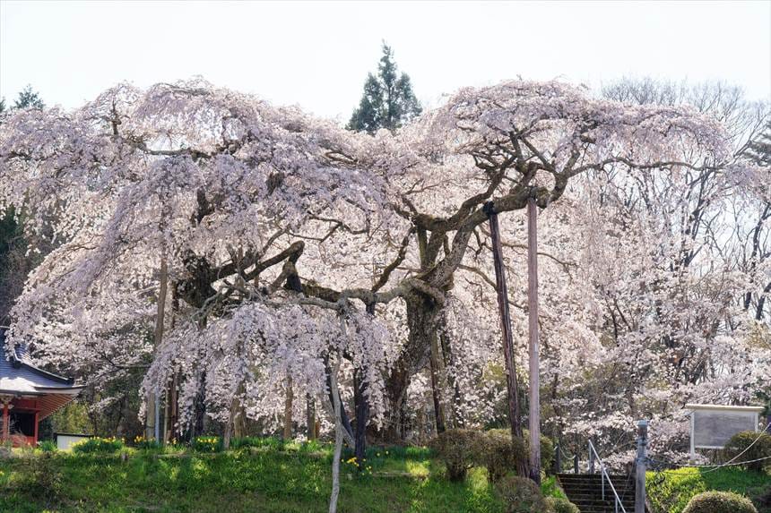 下から見ると花付きが良い