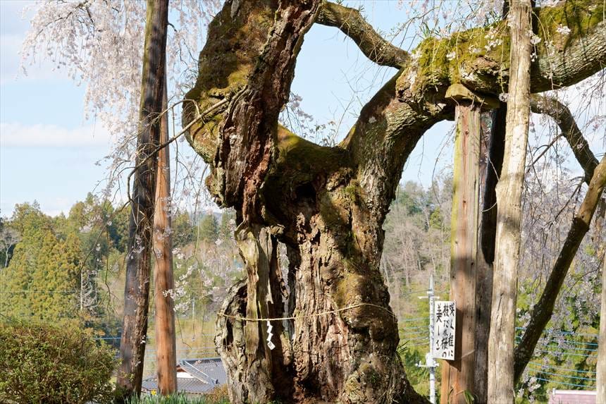 空洞化した小生瀬地蔵桜の幹