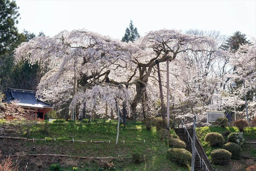 階段下から見上げた小生瀬地蔵桜