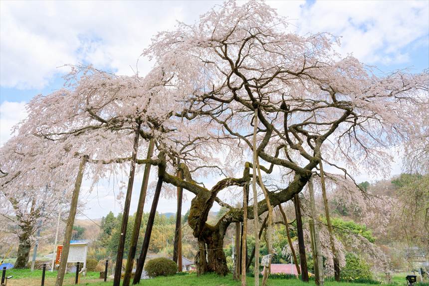 空洞化した幹に対して枝っぷりがいい小生瀬地蔵桜