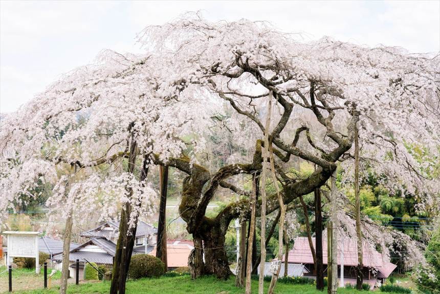 小生瀬地蔵桜の全景