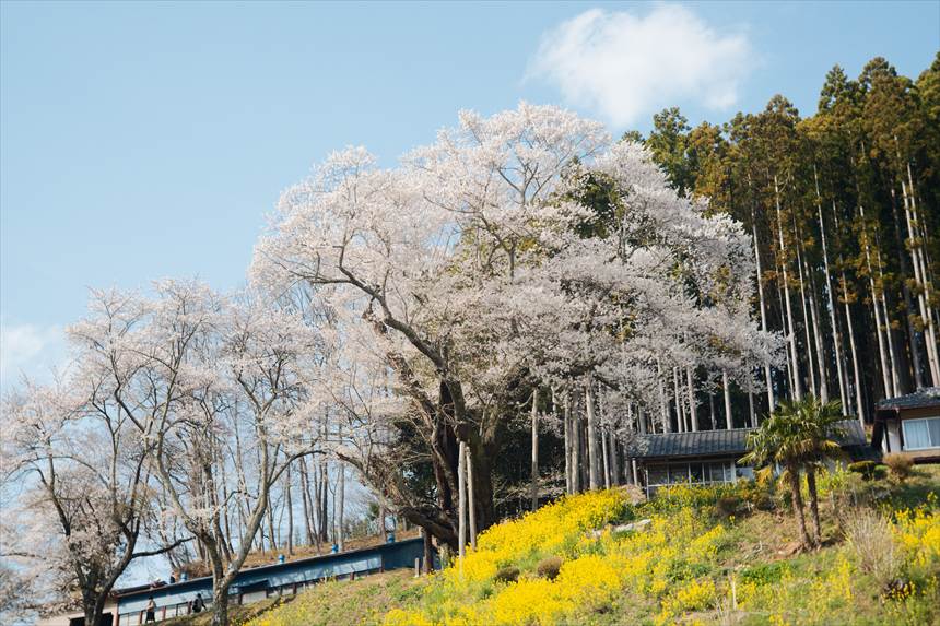 祭田の桜　邸宅に登る途中の道から撮影