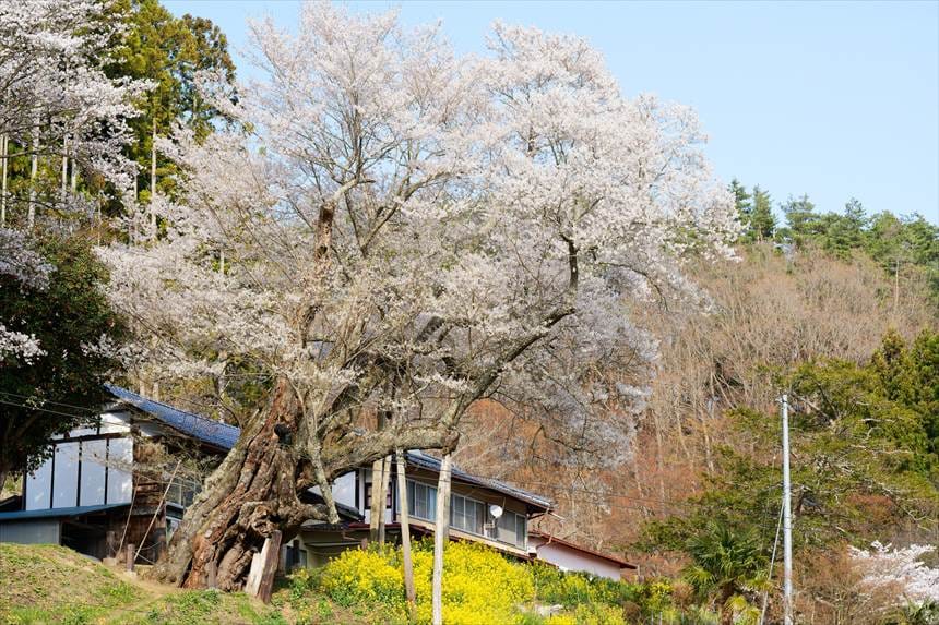 祭田の桜