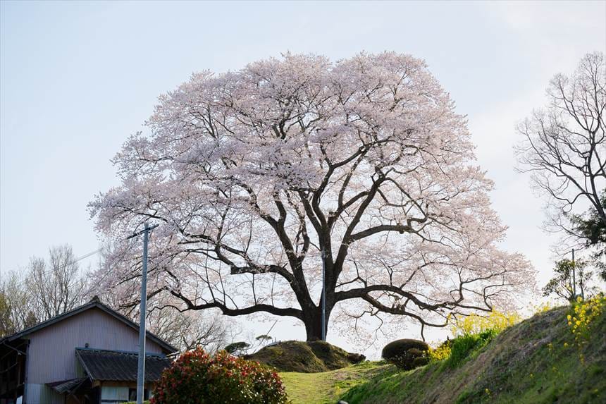 祭田の桜 向かいの丘に生えてる桜