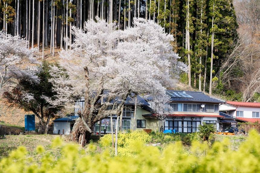 向かいの丘から望遠で撮影した祭田の桜