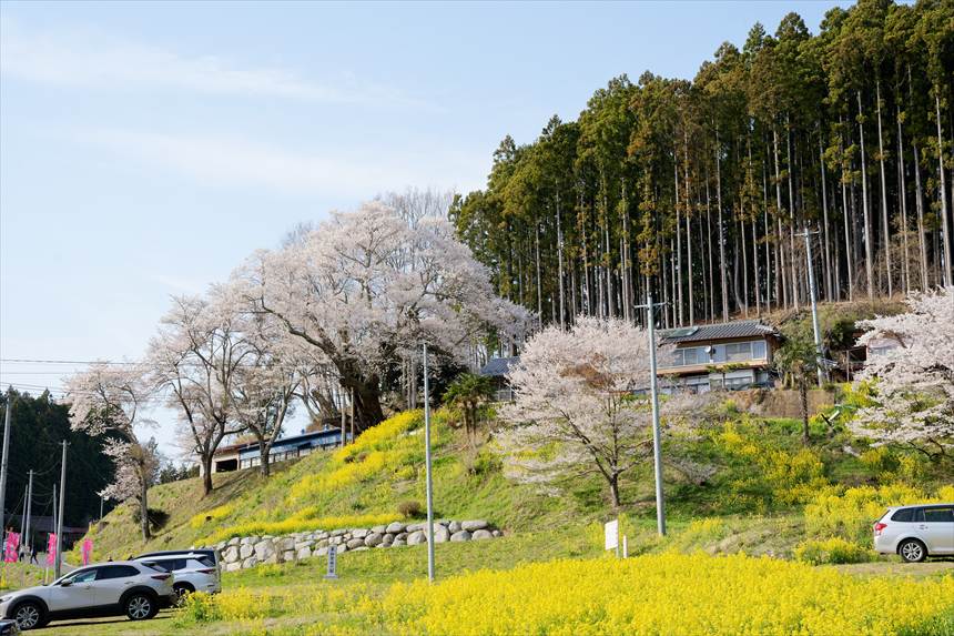 祭田の桜（駐車場から撮影）