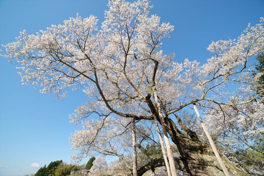 祭田の桜（木の根元から撮影）