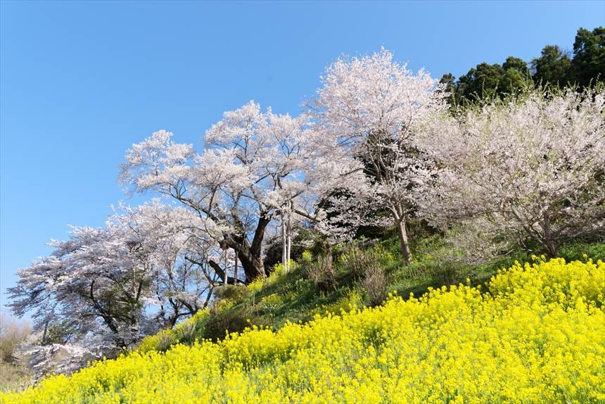 祭田の桜と菜の花