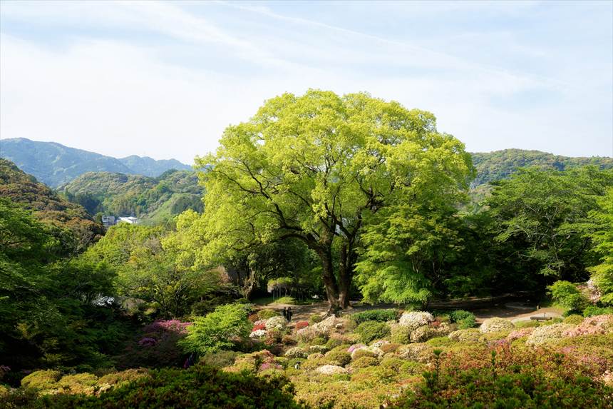 上から見たつつじ谷　見頃すぎ4月30日撮影
御船山楽園　