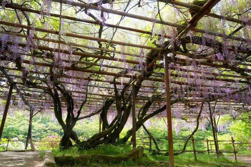 樹齢180年　大藤
御船山楽園　