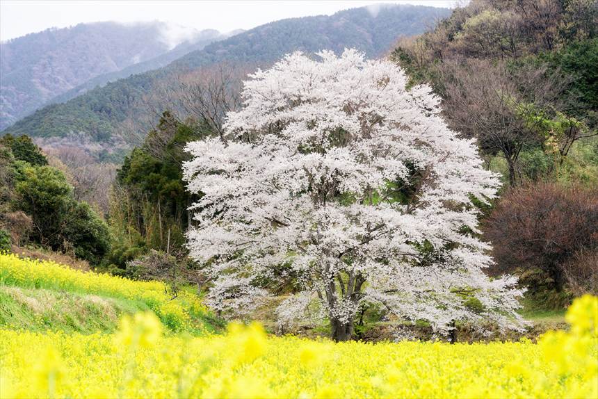 蓑毛の淡墨桜と菜の花の共演