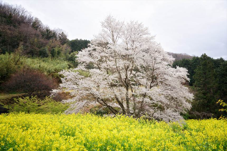 曇り空の下で咲く蓑毛の淡墨桜