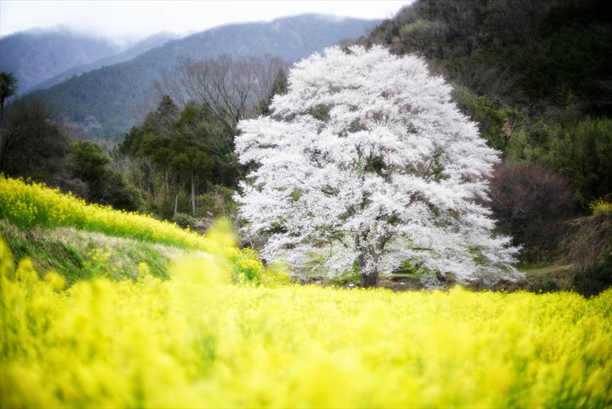 オールドレンズのSuper Takumar 50mmF1.4(8枚玉)で撮影した蓑毛の淡墨桜と菜の花