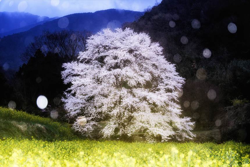 フラッシュで雨を玉ボケにした蓑毛の淡墨桜と菜の花