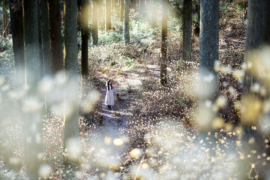 美杉ミツマタ群生地　ポートレート