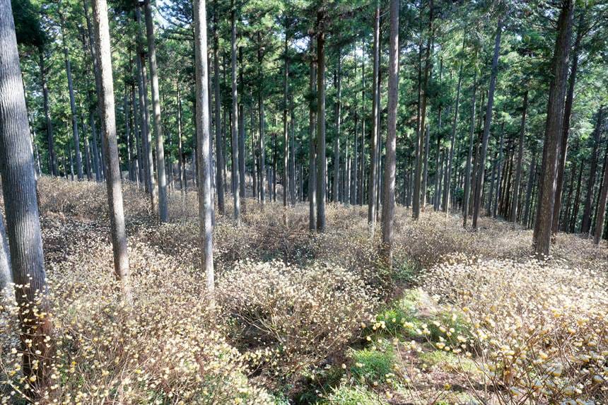 美杉ミツマタ群生地
SONY α7CⅡ+SIGMA 24-70mmF2.8DGDNで撮影　全景