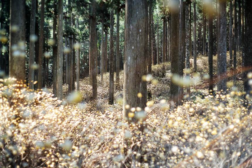 美杉ミツマタ群生地
SONY α7CⅡ+MC ROKKOR-PF 58mmF1.4で撮影した全景写真ゴーストあり