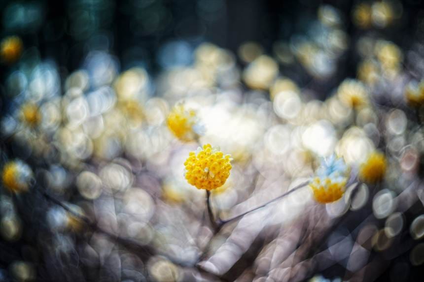 美杉ミツマタ群生地
SONY α7CⅡ+Leitz Summitar 5cmF2で撮影したミツマタアップ写真