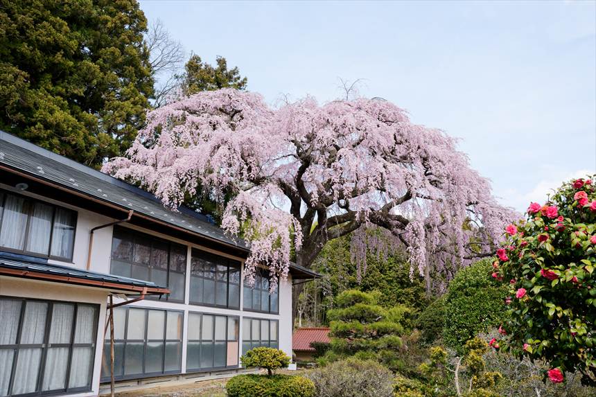 お庭から眺める 仲森の紅しだれ桜