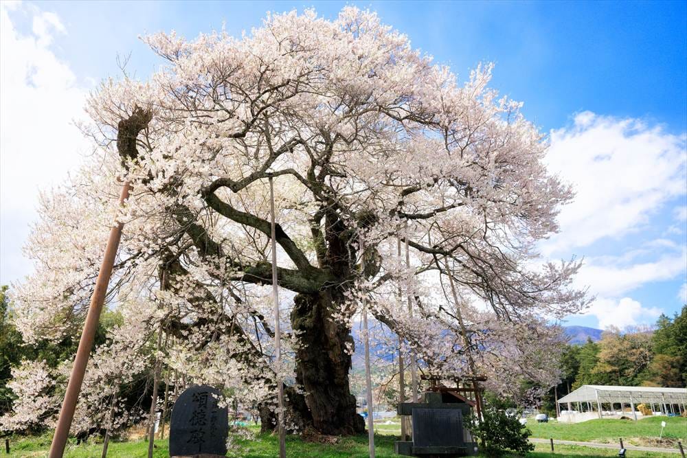 青い空と中曽根のエドヒガン（権現桜）