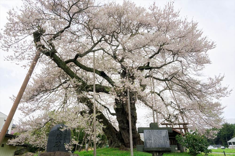 中曽根のエドヒガン（権現桜）
V字にパックリ割れている