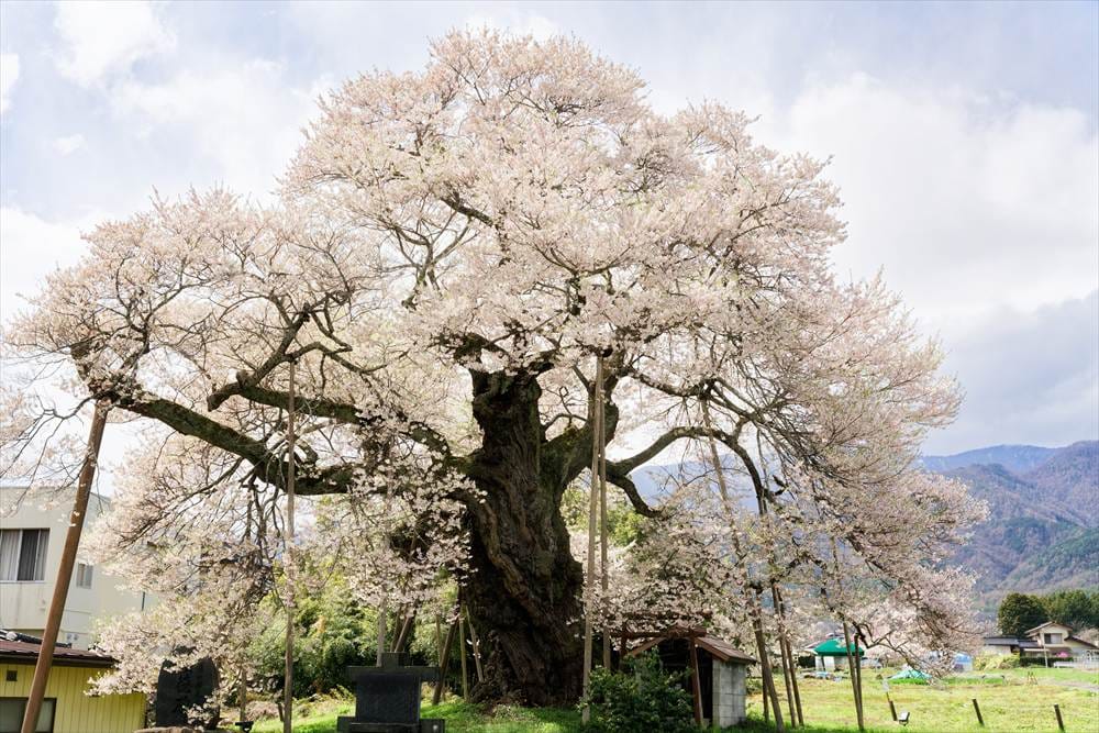 根元に祀られている権現様「中曽根のエドヒガン」